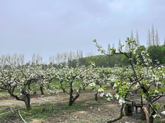 -同里国家湿地公园