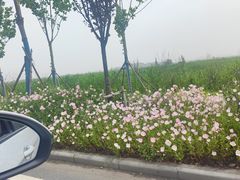 -洪湖湿地生态园