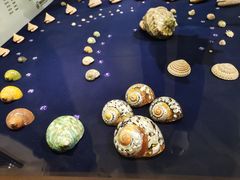 -青岛贝壳博物馆