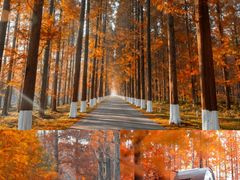 -黄海国家森林公园