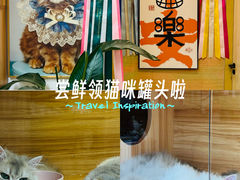 -猫十亿·布偶金渐层·曼基康矮脚猫舍(青年路店)