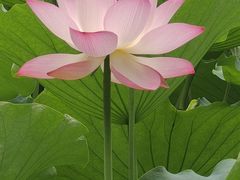 -荔湾湖公园