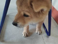 -瑞派福兴宠物医院犬猫全科·骨科·中西医结合(河东店)