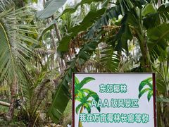 -东郊椰林