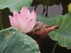 -荔湾湖公园