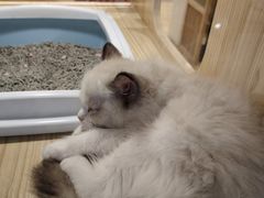 -屋虎猫馆(宝安大仟里店)