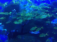 -成都浩海立方海洋公园