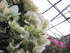 -呀路古热带植物园