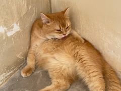 -猫力发电所·宠物专门店