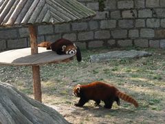 -上海野生动物园
