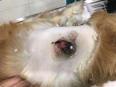 -骐奇宠物诊疗中心(南亭公路店)