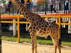 -西霞口神雕山野生动物世界