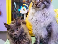 -十年猫舍·猫咪专门店(普陀店)