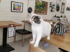 -平行世界·猫咖(首经贸店)