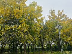 -永定河休闲森林公园