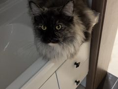 -pd派德宠物中心医院24H急重症·眼科中心·血液透析中心(嵩山北路店)