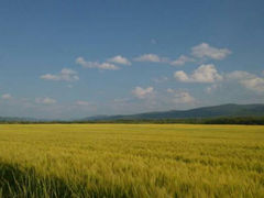 android_upload_pic-莫尔道嘎国家森林公园