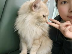 -安格丽娜·狗咖·猫咖羊驼咖(春熙路百盛商场店)