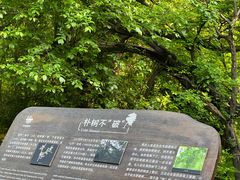 -华侨城湿地公园