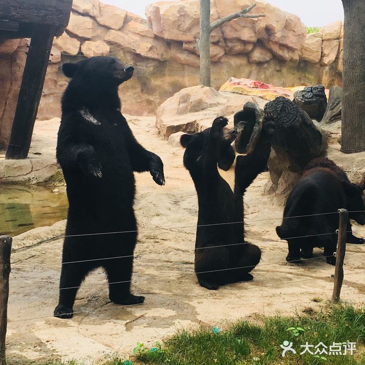 野生动物园