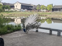 -宁波杭州湾国家湿地公园