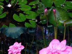 -深圳仙湖植物园