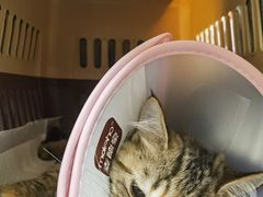 -凯特喵百思猫专科医院
