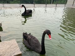 -行者书屋大堂吧 ·下午茶(南京圣和府邸酒店)