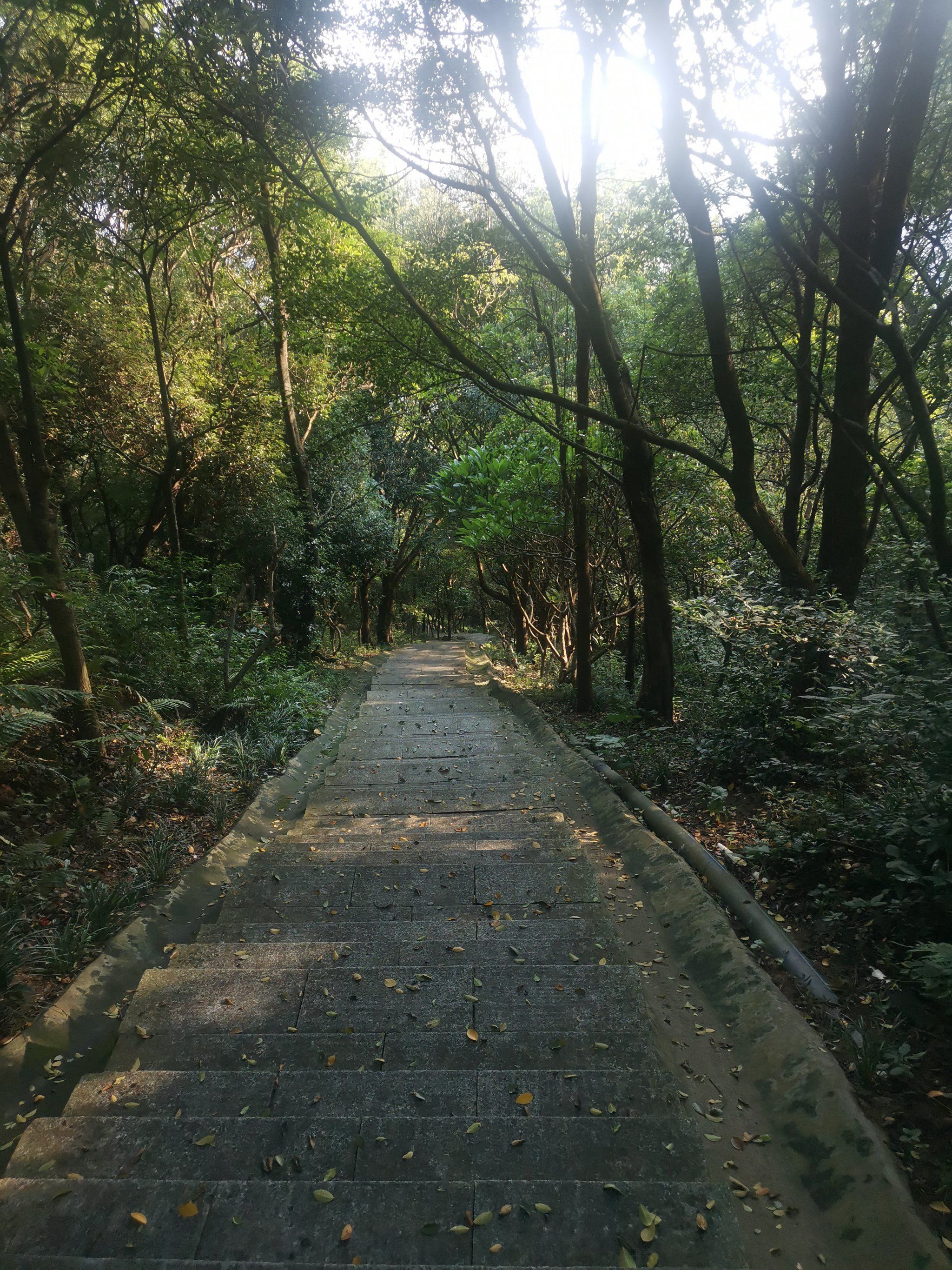 [打卡]深圳一座被低估的山,铁仔山[打卡]