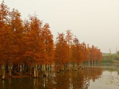 -白鹭湾湿地公园