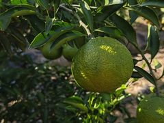 -前小桔亲子创意农场·草莓采摘·露营烧烤