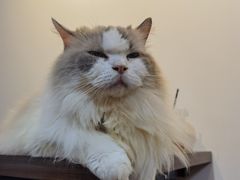 -楼上猫咖(罗湖店)