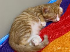 -纳吉亚猫专科动物医院博雅分院