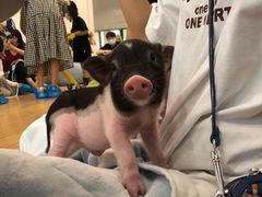 -妥妥烤肉料理(昙华林店)
