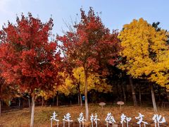 -北京西山国家森林公园