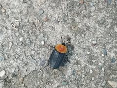 -大觉寺-停车场