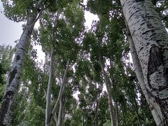 -大兴滨河森林公园