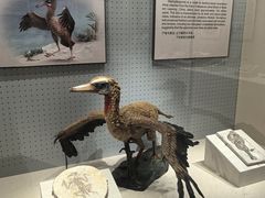 -辽宁古生物博物馆