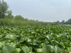-前关湿地公园