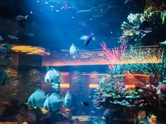 -迪拜帆船酒店海底餐厅