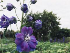 -广东花都香草世界旅游度假区