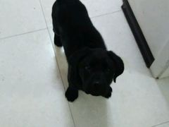 android_upload_pic-中农大我爱我爱24h动物医院·中医针灸·猫专科·骨科医疗中心(双井店)