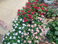 -双季花艺园艺市场(浦东店)