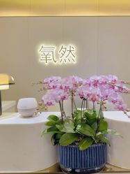 -蘭FACE·海菲秀飞顿Med SPA