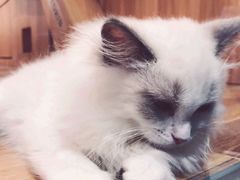 -袖虎·猫馆(体育西路店)
