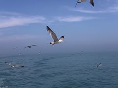 -海驴岛(荣成市)