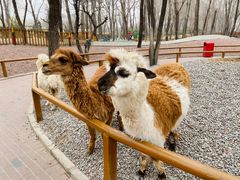 -北京野生动物园