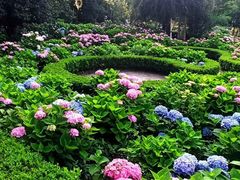 -上海共青森林公园