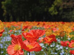 -上海共青森林公园