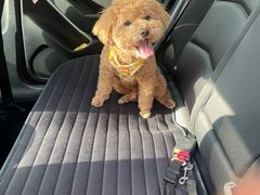 -凯瑞希宠物医院·狂犬免疫·微创·皮肤科